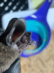 Nyctinomops macrotis