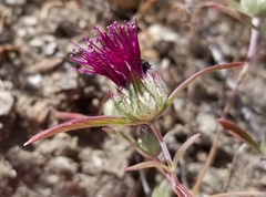 Monardella douglasii