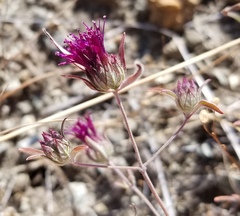 Monardella douglasii