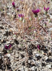 Monardella douglasii