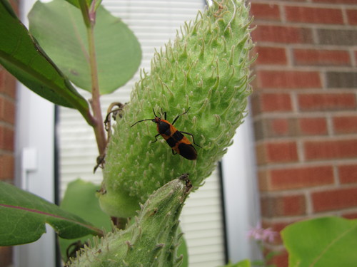 Large Milkweed Bug photographed in Michigan
