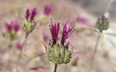 Monardella douglasii