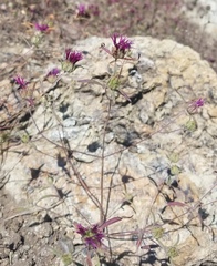 Monardella douglasii