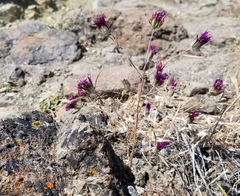 Monardella douglasii