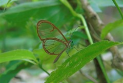 Pteronymia rufocincta