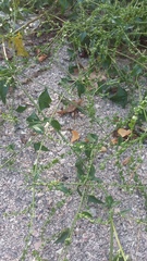 Atriplex micrantha