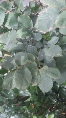 Ulmus minor