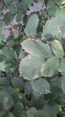 Ulmus minor