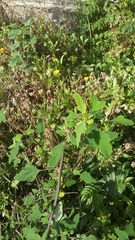Chenopodium album