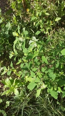 Chenopodium album