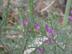 Vicia sativa nigra