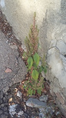 Amaranthus retroflexus
