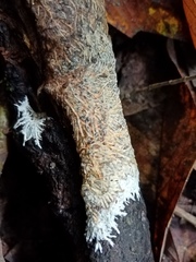 Etheirodon fimbriatum