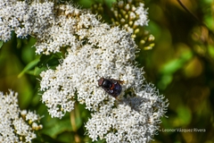 Copestylum mexicanum
