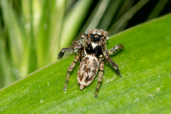 Maratus leo