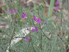 Vicia sativa nigra