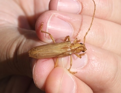 Atylostagma politum