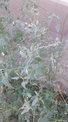 Atriplex micrantha