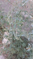 Atriplex micrantha