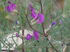 Vicia sativa nigra
