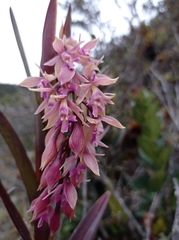Epidendrum klotzscheanum