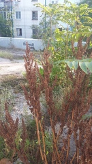 Rumex patientia orientalis