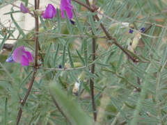 Vicia sativa nigra
