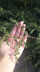 Chenopodium album