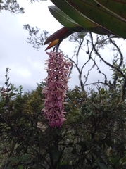 Epidendrum klotzscheanum