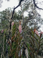 Epidendrum klotzscheanum