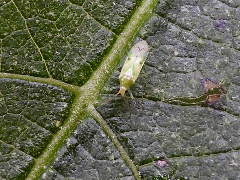 Paraproba pallescens
