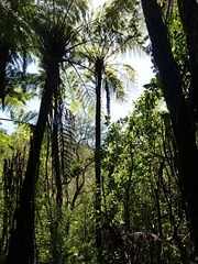 Cyathea cunninghamii