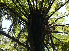 Cyathea cunninghamii