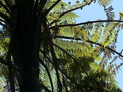 Cyathea cunninghamii