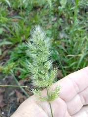 Polypogon interruptus