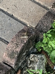 Anolis sagrei