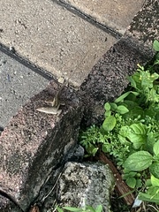 Anolis sagrei
