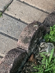 Anolis sagrei