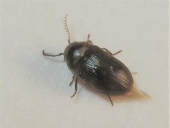 Xyletinus