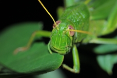 Chondracris