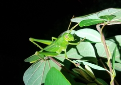 Chondracris