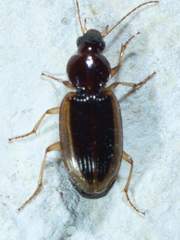 Agonum pallipes