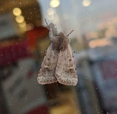 Eucoptocnemis fimbriaris