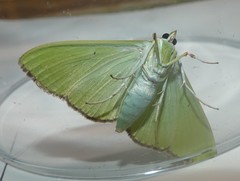 Parotis marginata