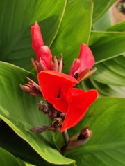Canna indica