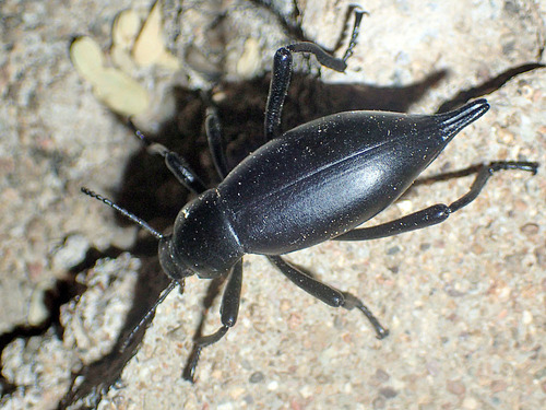Eleodes eschscholtzii