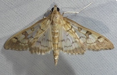 Mimorista subcostalis