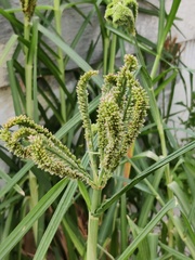 Eleusine coracana