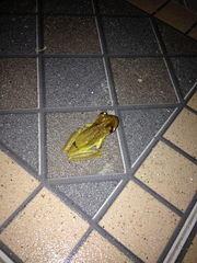 Osteopilus dominicensis