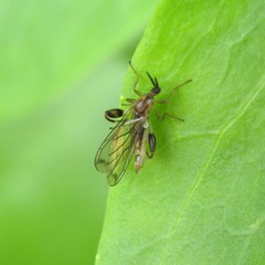 Canthyloscelis antennata
